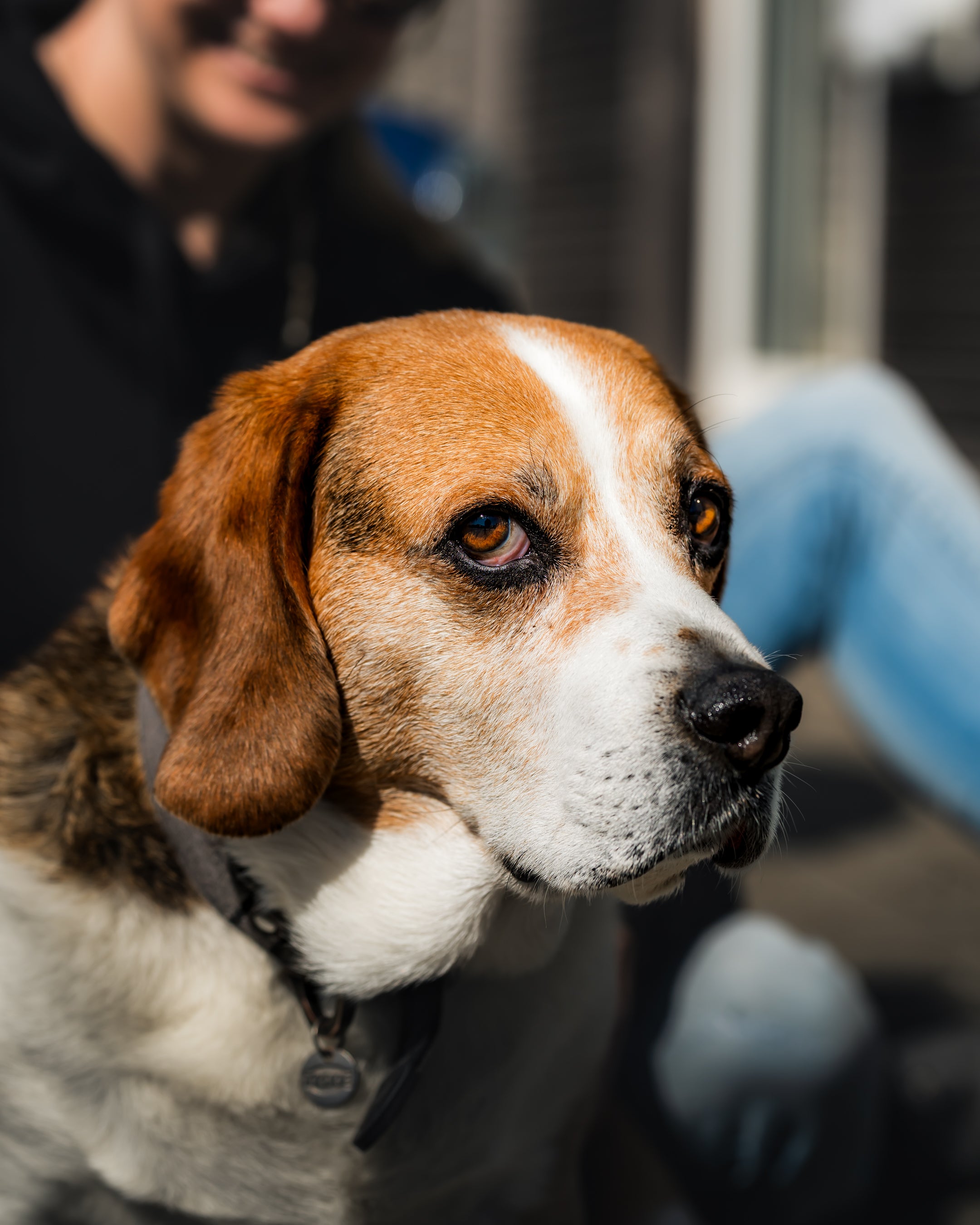Event-Hoodie Natzius Cars & Coffee 2025